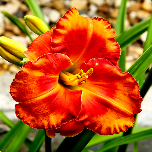 Spacecoast Firestarter