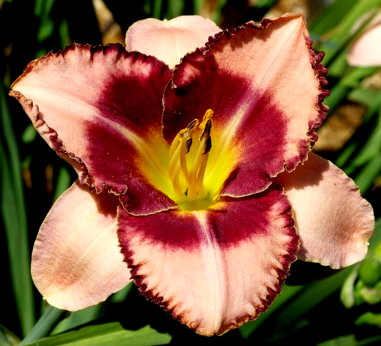 Spacecoast Picotee Prince