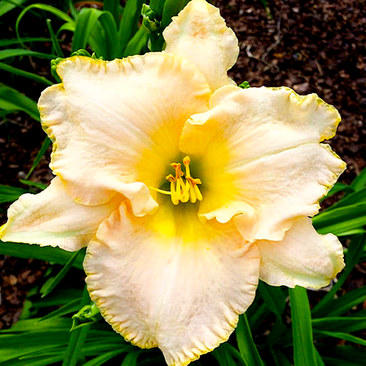 Spacecoast Snow Angel