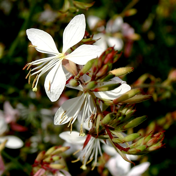 Sparkle White Gaura Seeds