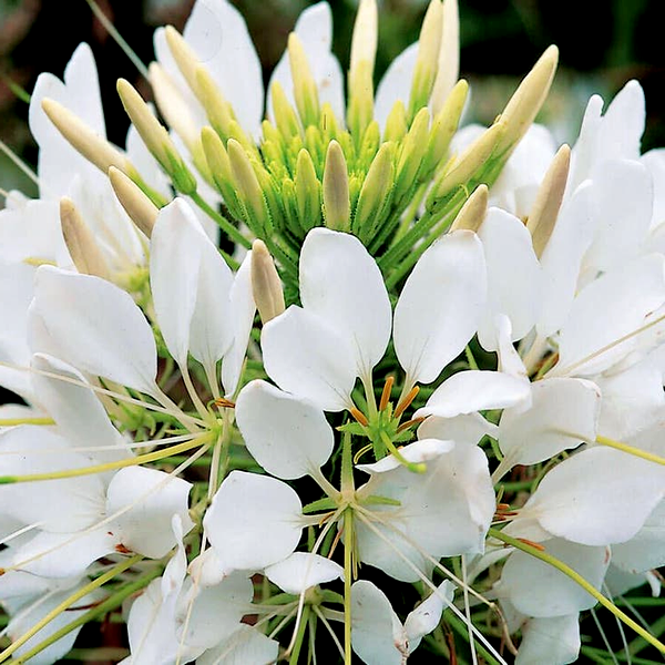 Sparkler White Spider Flower Seeds
