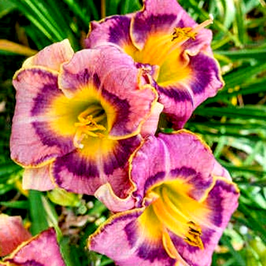 Sprankling Grape Juice