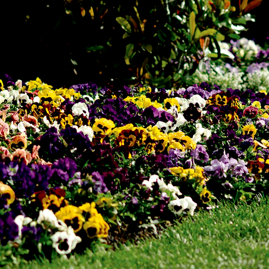 Spring Matrix™ Blotch Mix Pansy Seeds