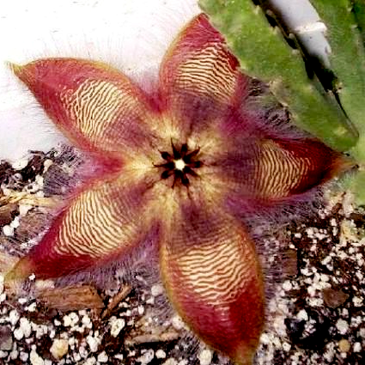 Stapelia hirsuta