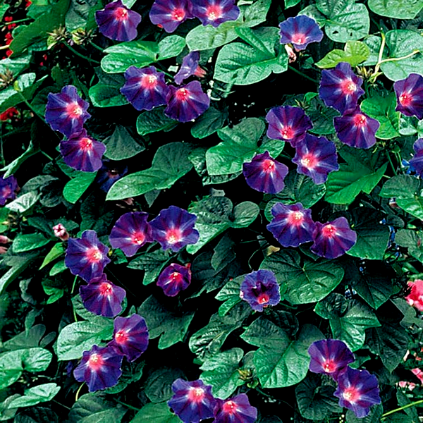 Star Of Yelta' Morning Glory Vine Seeds