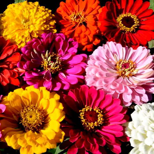 State Fair' Mix Zinnia Seeds