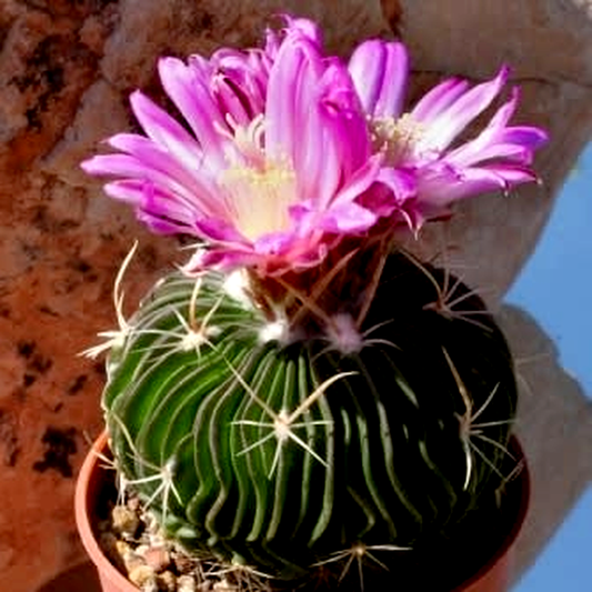 Stenocactus multicostatus