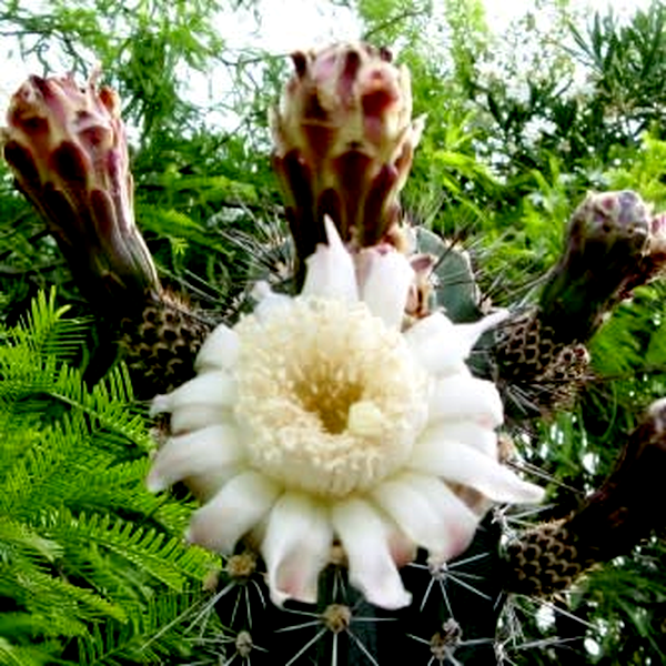 Stenocereus martinezii