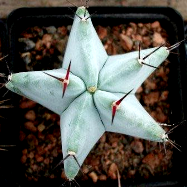 Stenocereus pruinosus