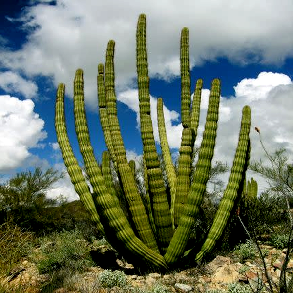Stenocereus thurberi