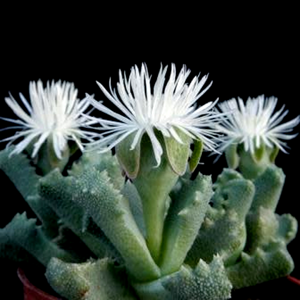 Stomatium alboroseum