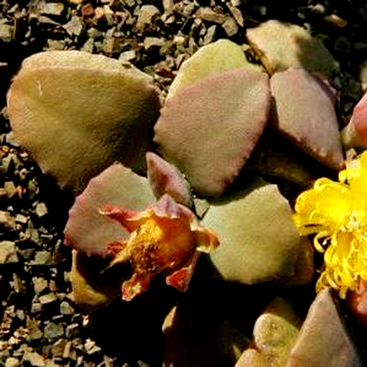 Stomatium mustellinum