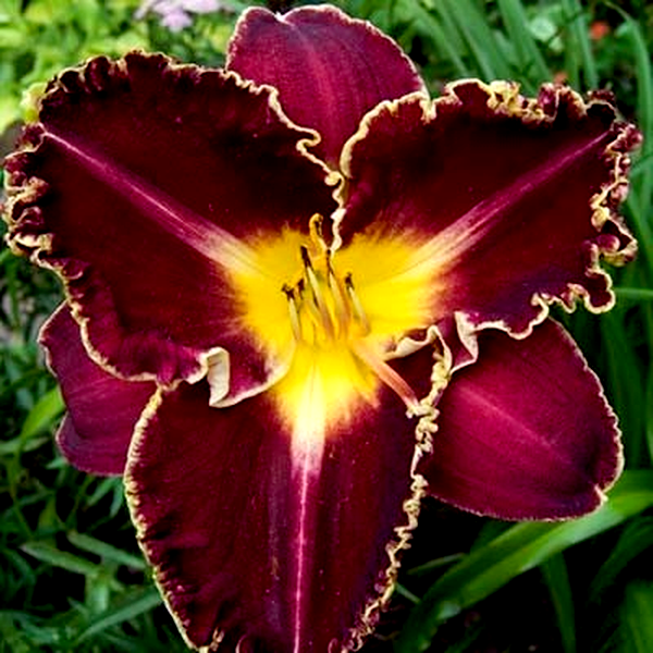 Storm of the Century