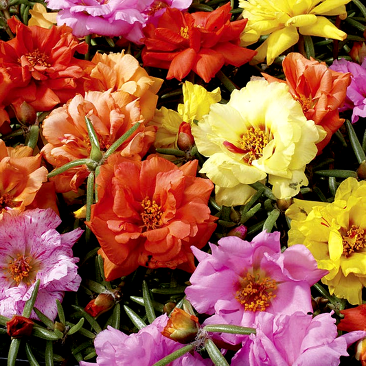 Sundial Mix Hybrid Moss Rose Seeds