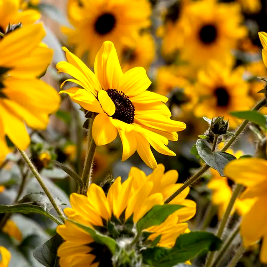 Sunfinity® Yellow Dark Center Sunflower Seeds
