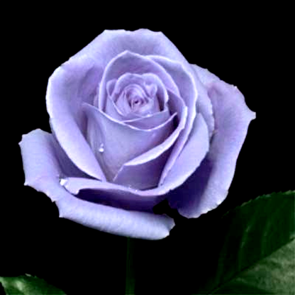 Suntory Blue Rose Applause