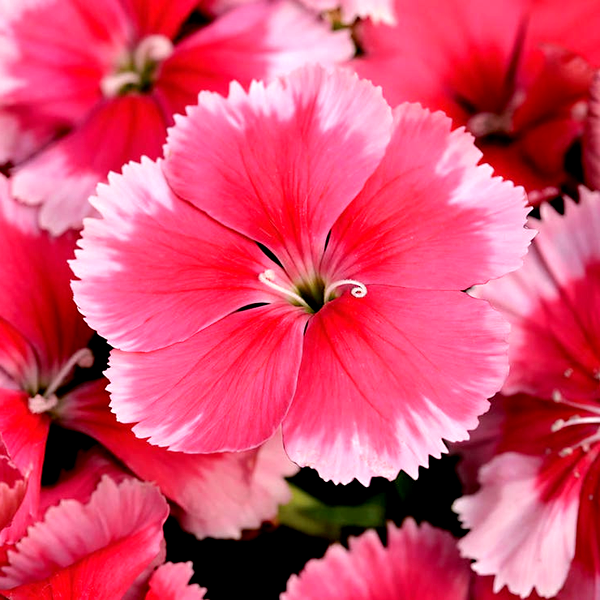 Super Parfait™ Strawberry Hybrid Dianthus Seeds