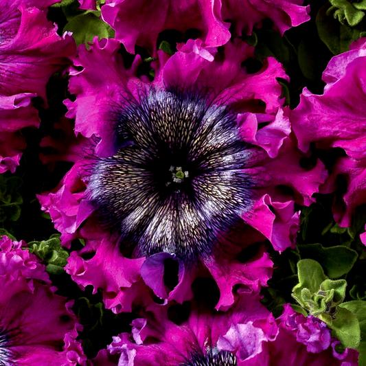 Superbissima Wine Red Petunia Seeds