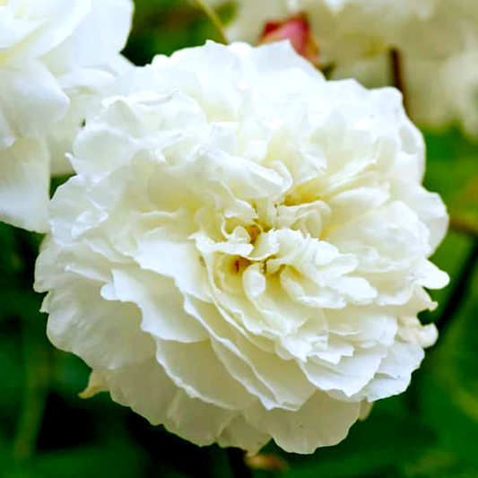 Susan Williams-Ellis