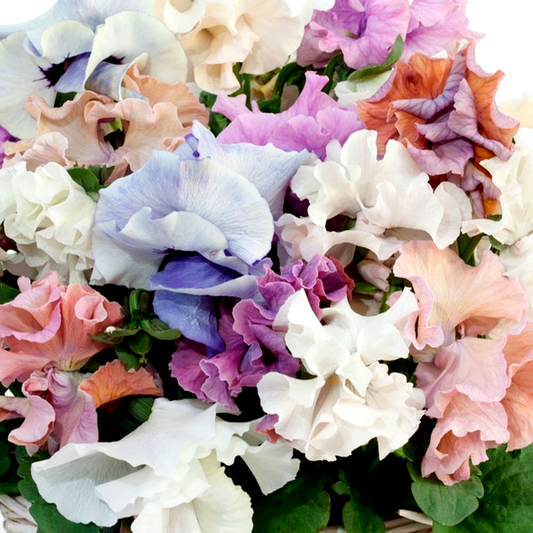 Sweet Pea Mix Pansy Seeds