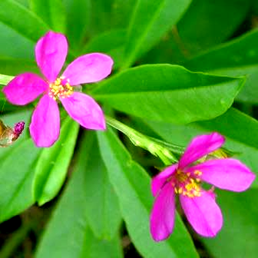 Talinum portulacifolium