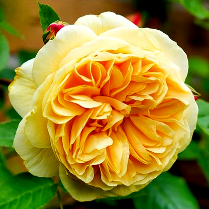 Teasing Georgia Climbing