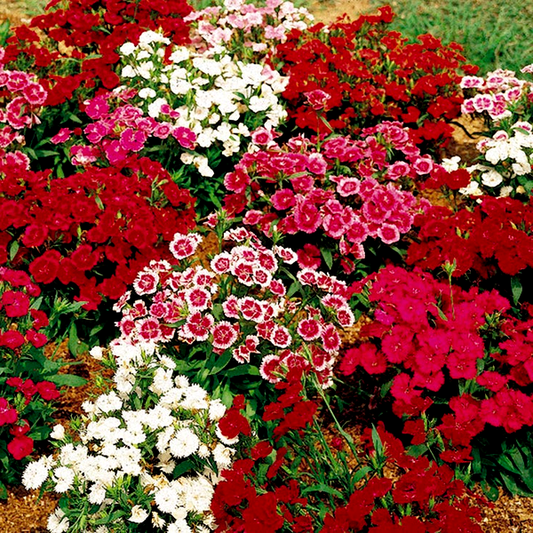 Telstar™ Mix Hybrid Dianthus Seeds