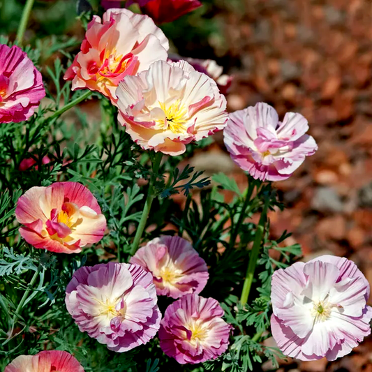 Thai Silk Appleblossom Chiffon Improved California Poppy Seeds