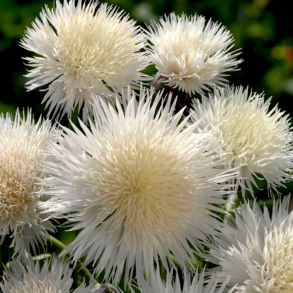 The Bride Cornflower Seeds