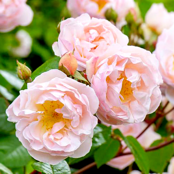 The Lady of the Lake