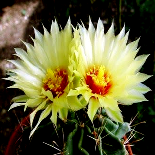 Thelocactus setispinus