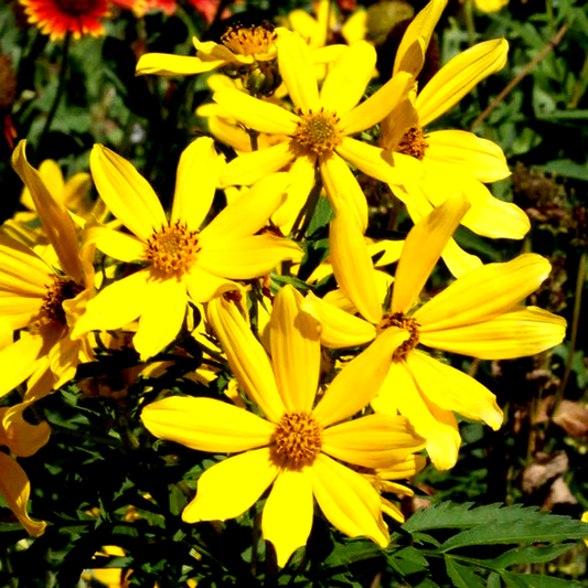 Tickseed Sunflower Bidens Seeds