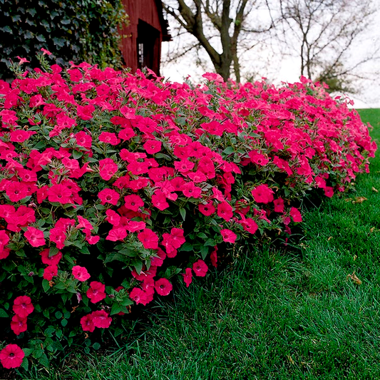 Tidal Wave® Hot Pink Petunia Seeds