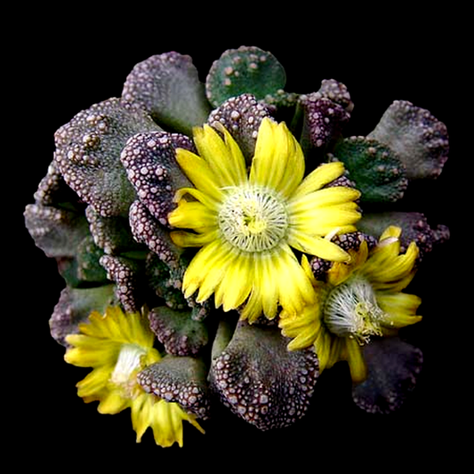 Titanopsis calcarea