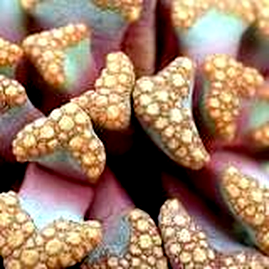 Titanopsis hugo schlechteri