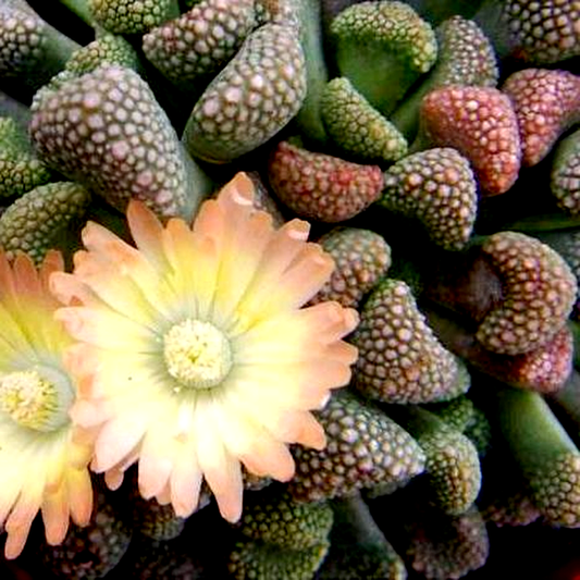 Titanopsis primosii