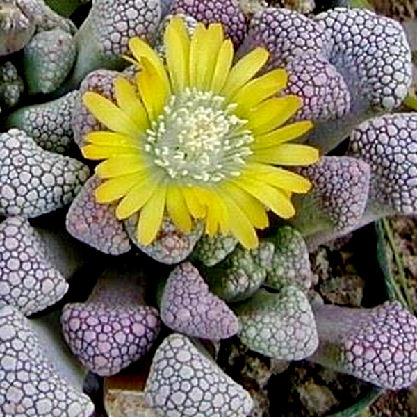 Titanopsis schwantesii