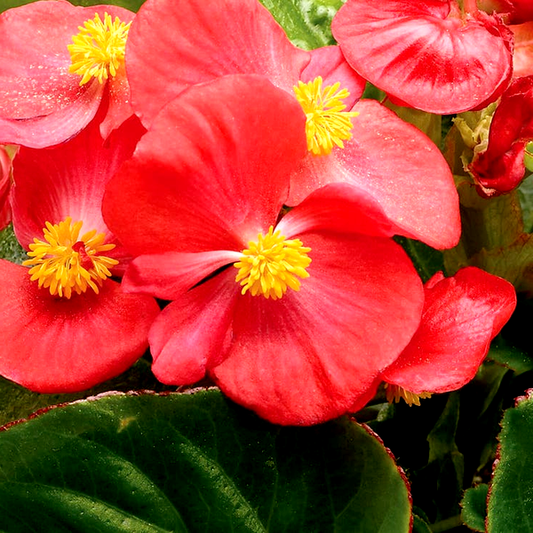 Tophat™ Scarlet Green Leaf Begonia Seeds
