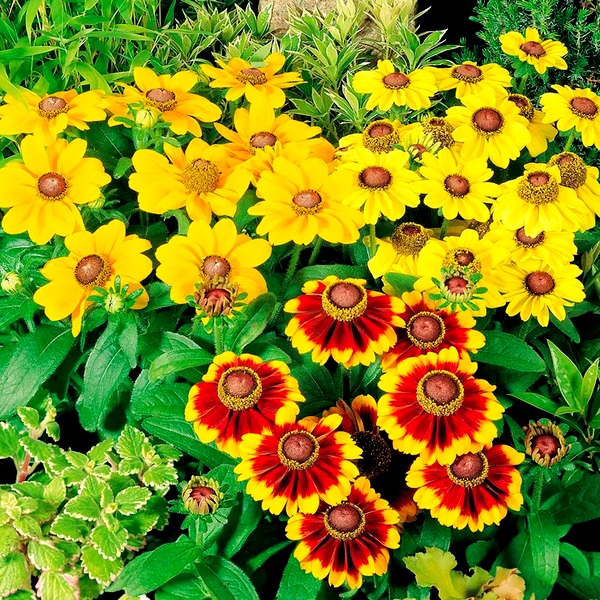 Toto® Mix Rudbeckia Seeds
