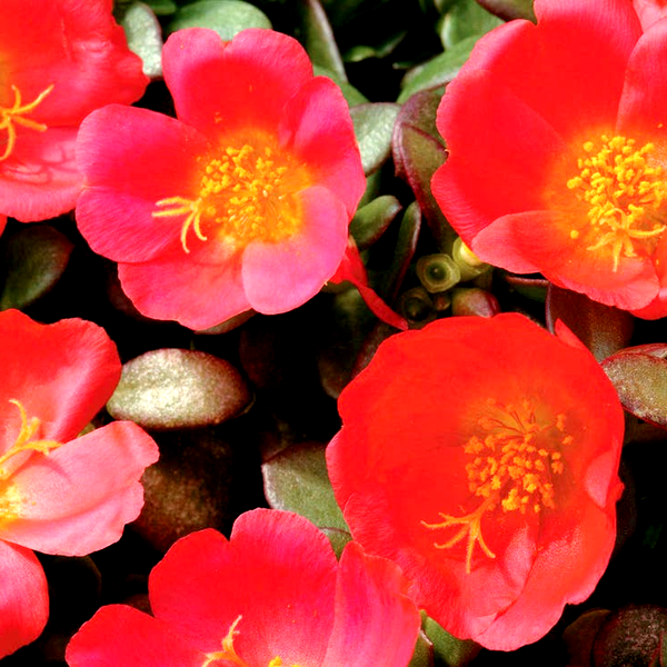 Toucan Scarlet Shades Purslane Seeds