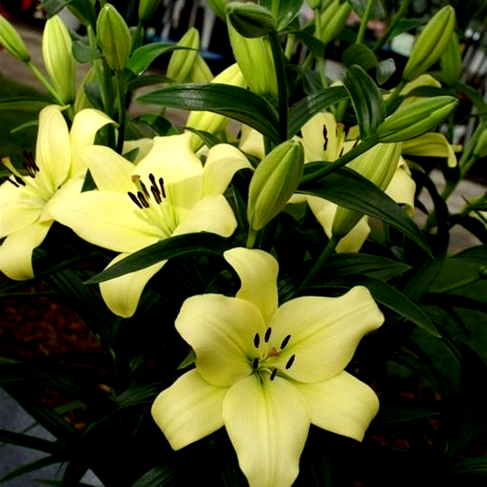 Trebbiano Gerrit Zalm