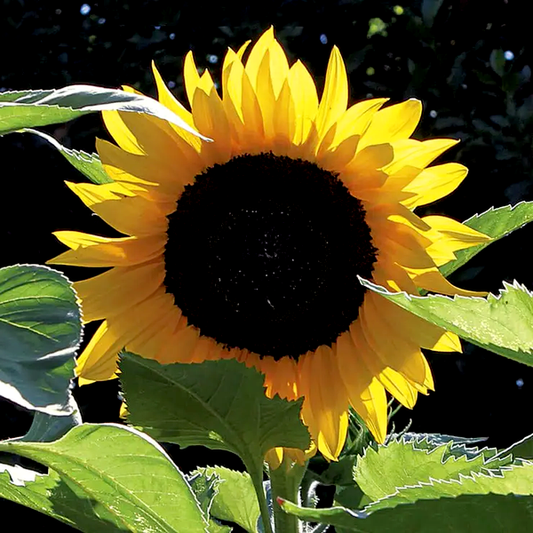 Treetops Hybrid F1 Sunflower Seeds