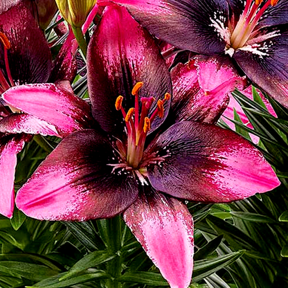 Trendy Santo Domingo