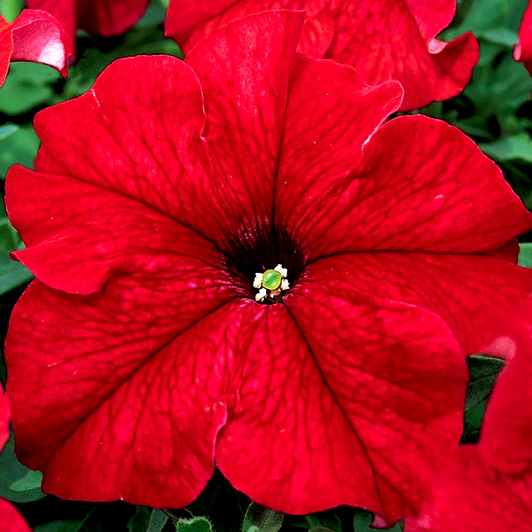 TriTunia™ Red Hybrid Petunia Seeds