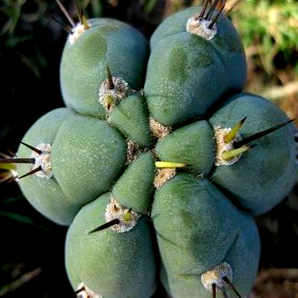 Trichocereus peruvianus – Peruvian Torch Cactus