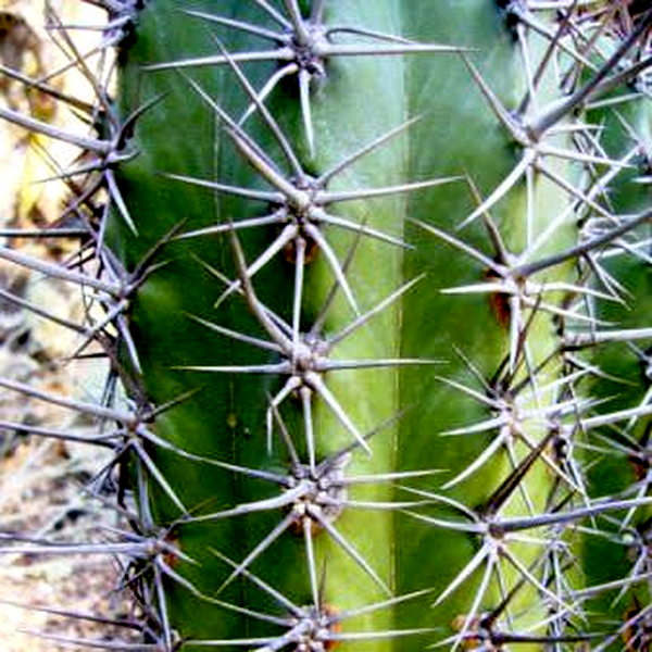 Trichocereus werdermannianus