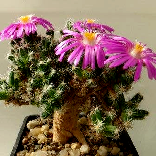 Trichodiadema bulbosum