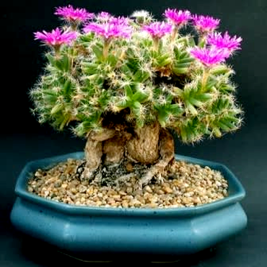 Trichodiadema densum