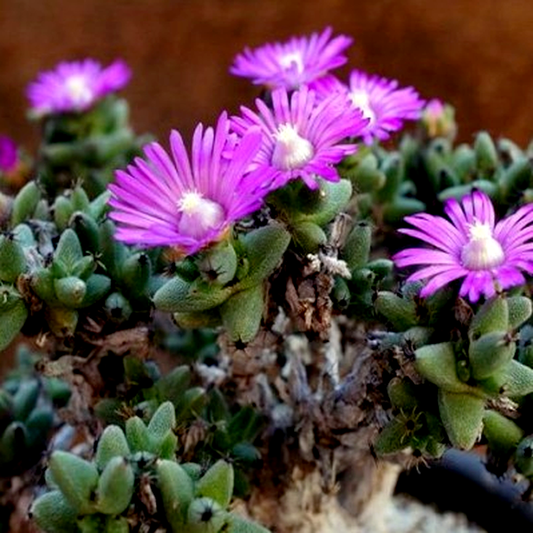 Trichodiadema hallii