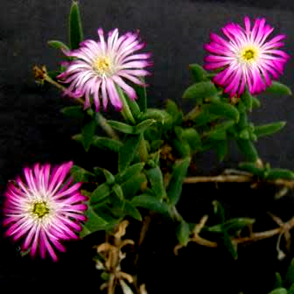 Trichodiadema intonsum